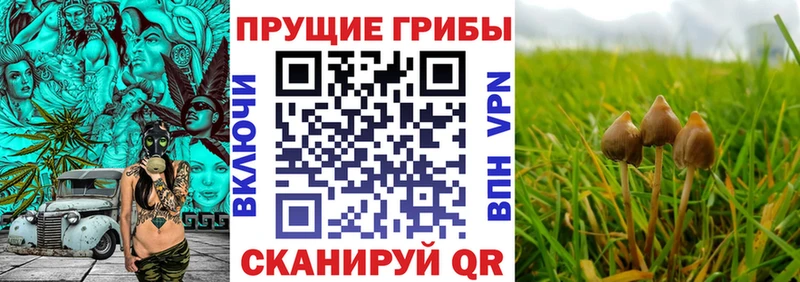 Псилоцибиновые грибы прущие грибы Строитель